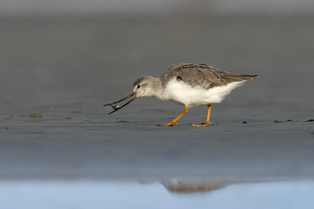 Terek Sandpiper - Glenda Rees