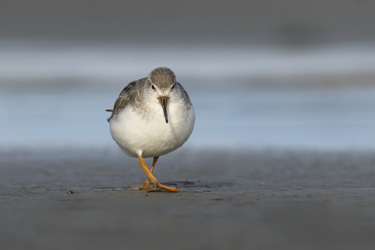 Terek Sandpiper - Glenda Rees