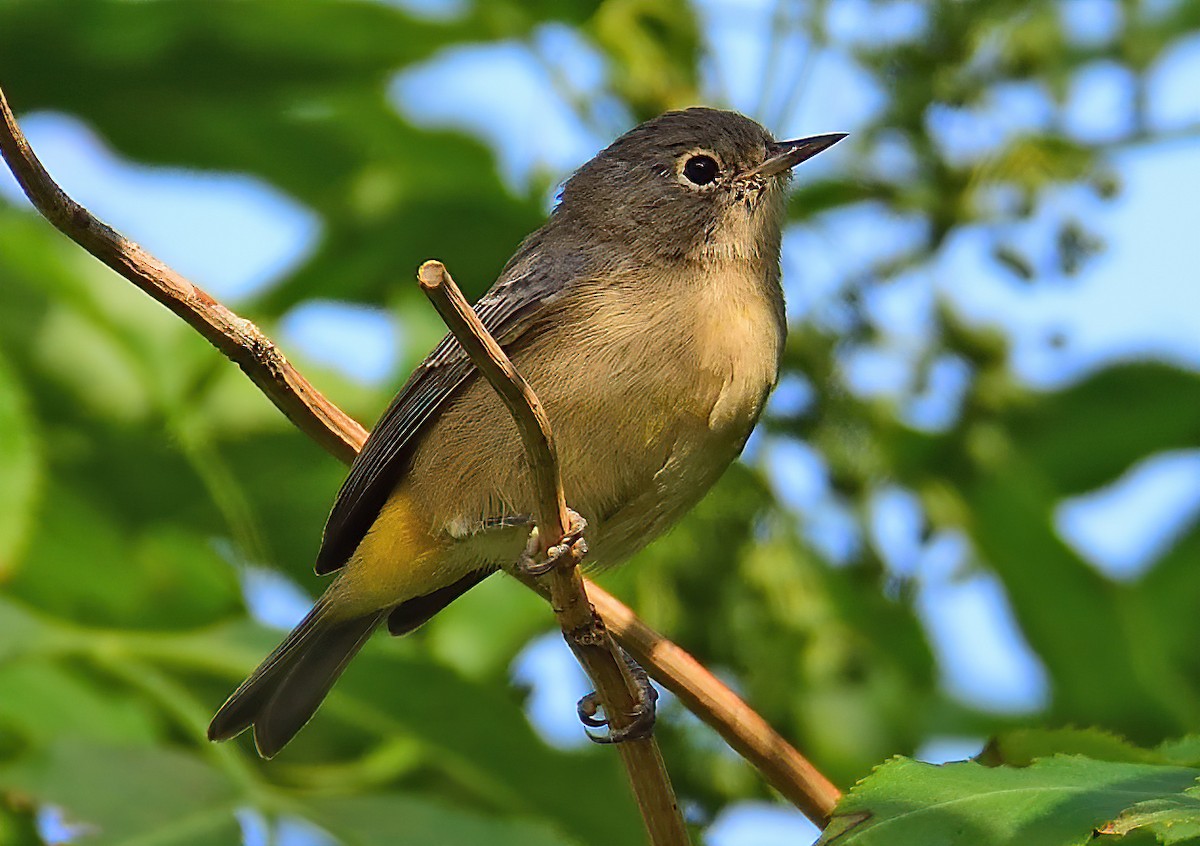 Virginia's Warbler - ML600418601