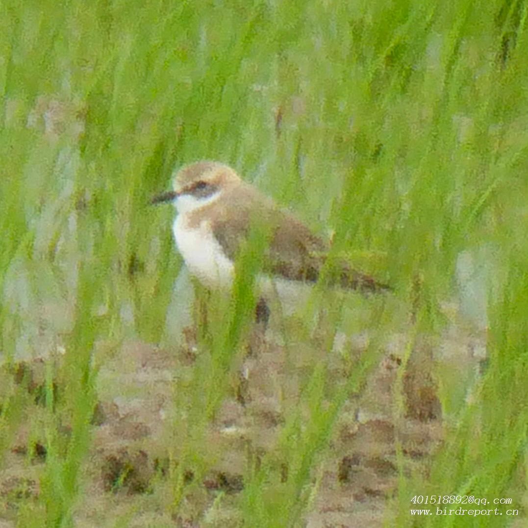 Siberian/Tibetan Sand-Plover - Steve Lei