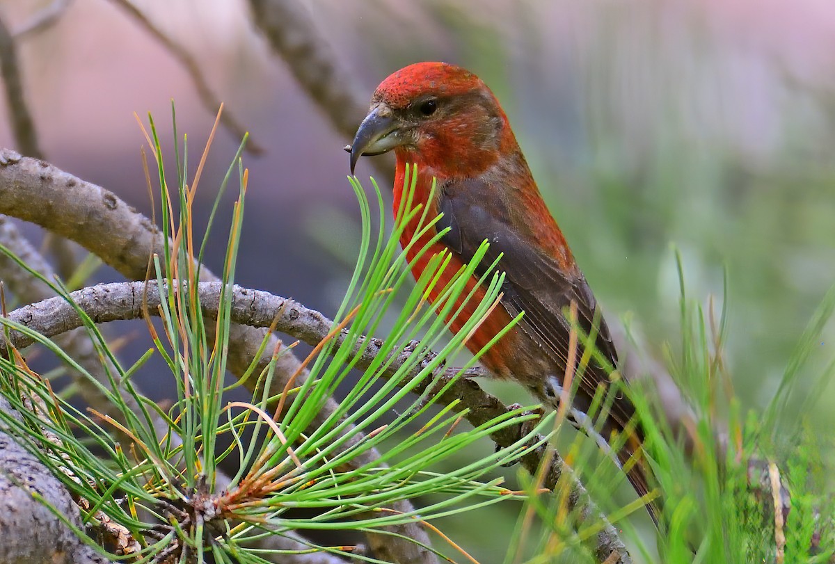 Red Crossbill - ML600418851