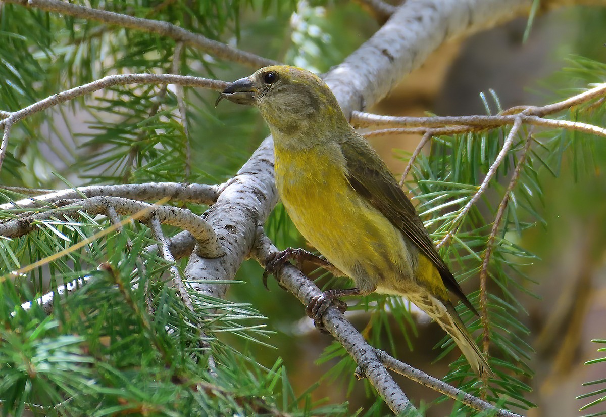 Red Crossbill - ML600418861