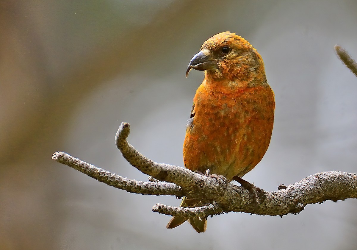 Red Crossbill - Ad Konings