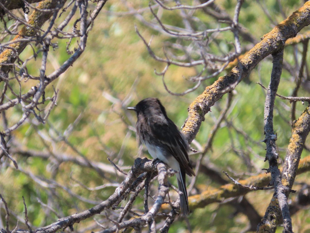 Black Phoebe - ML600418941