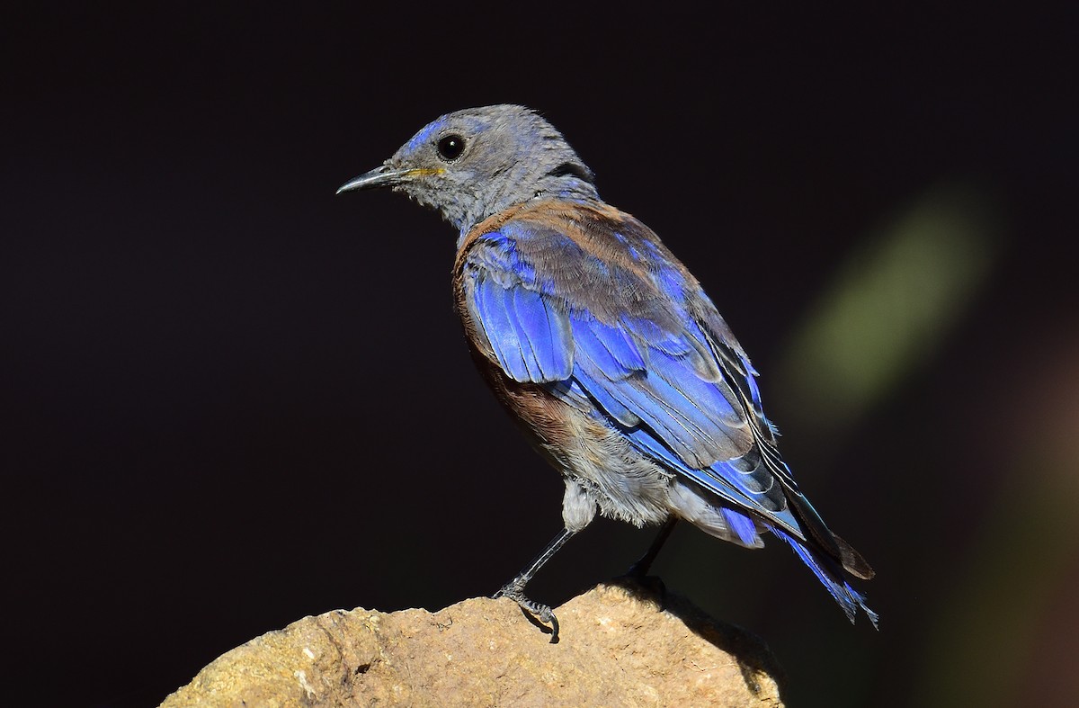 Western Bluebird - ML600418981