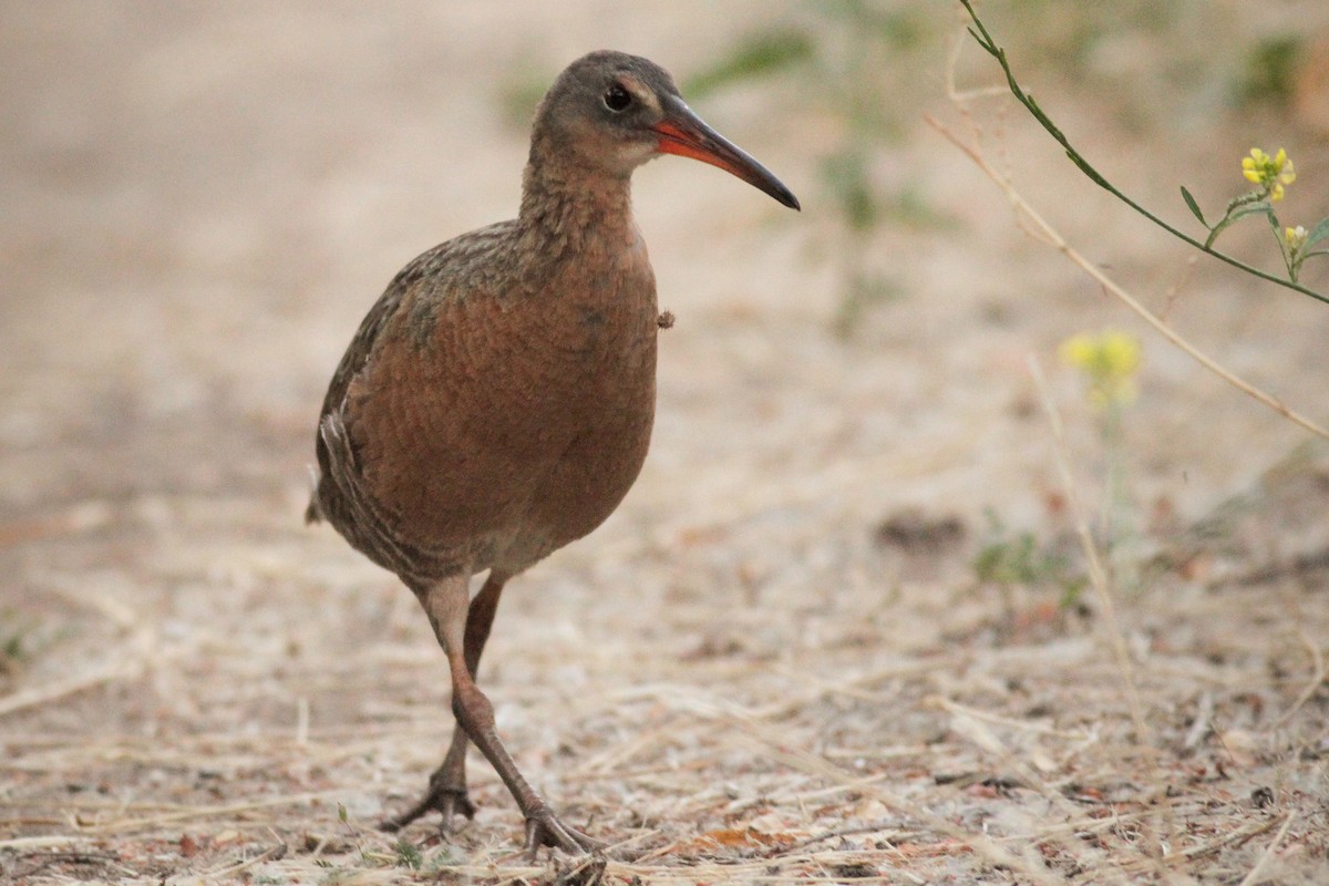 Ridgway's Rail - ML60041981