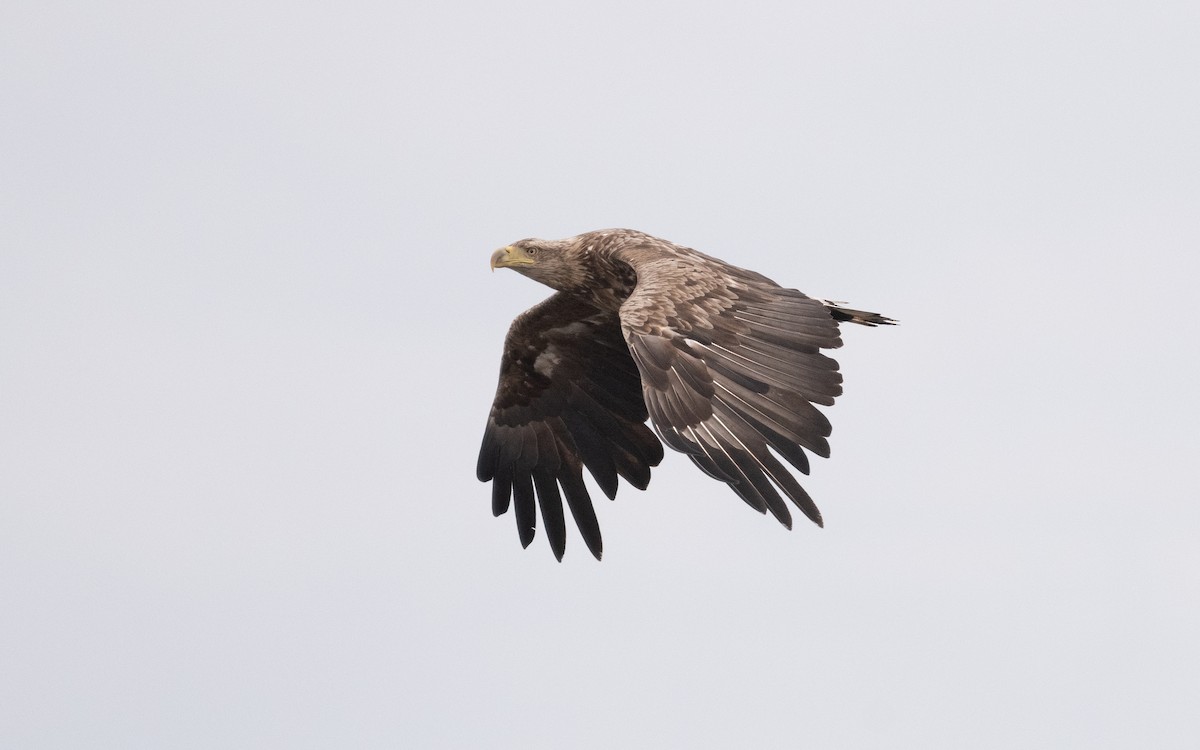 White-tailed Eagle - ML600421051