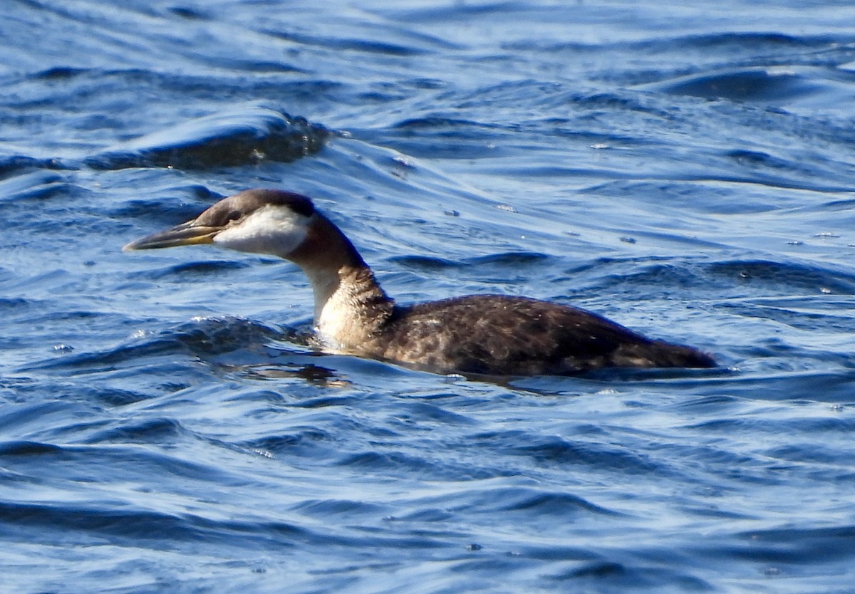 Red-necked Grebe - ML600421191