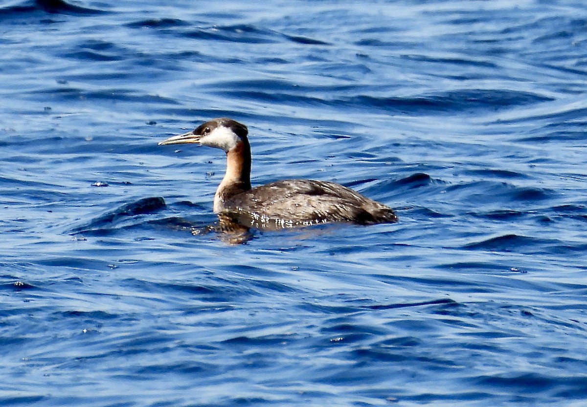 Red-necked Grebe - ML600421201