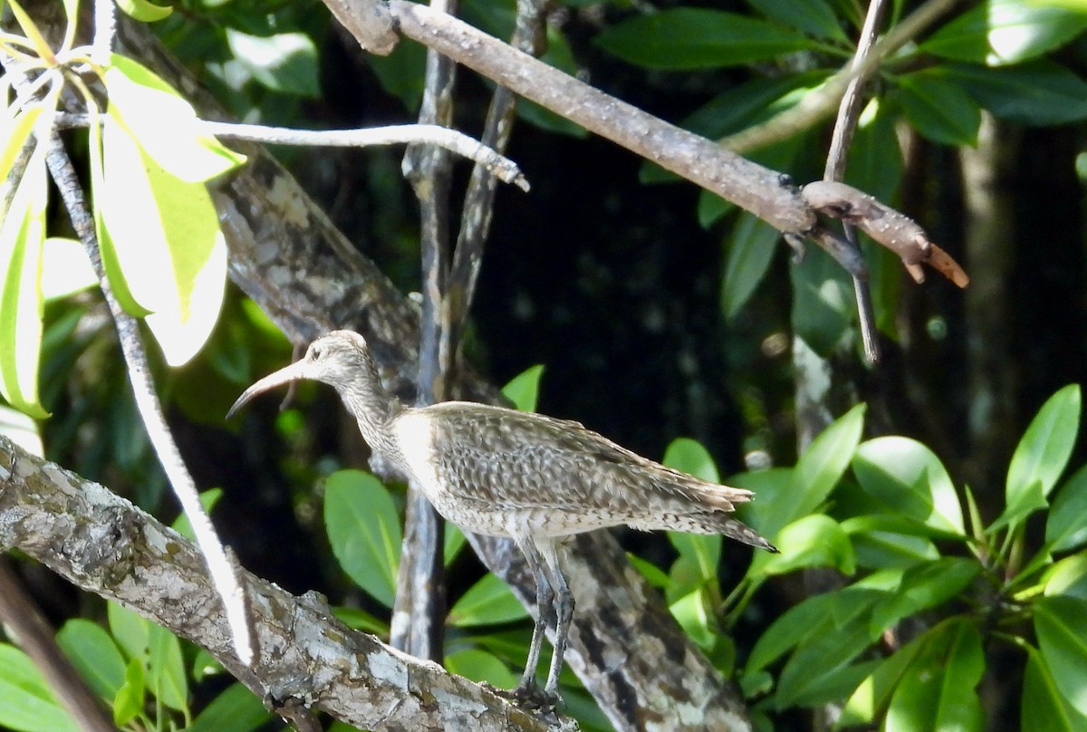 Whimbrel - ML600421561