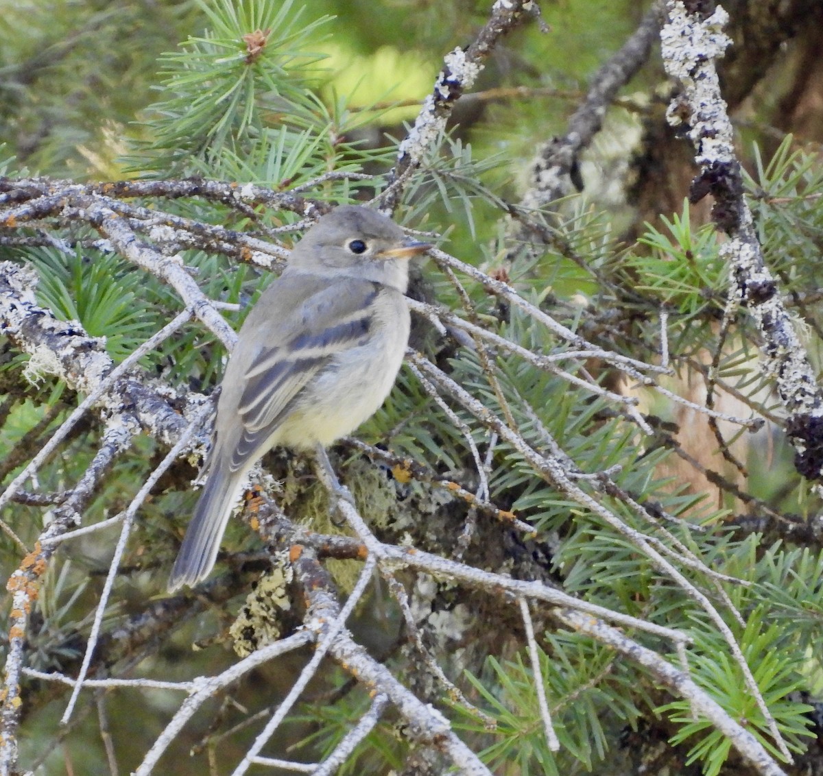 Dusky Flycatcher - ML600421761