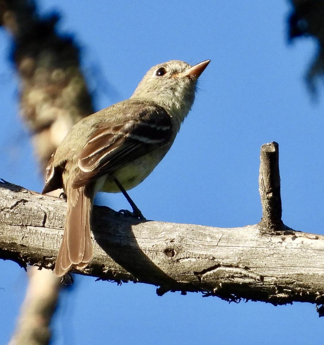 Dusky Flycatcher - Kisa Weeman