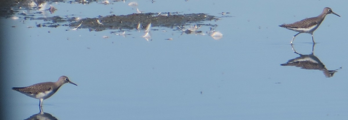 Solitary Sandpiper - ML600422481