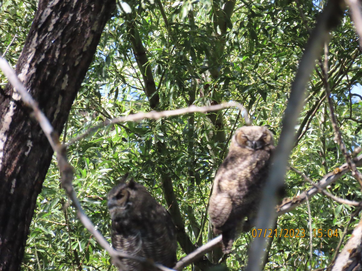 Great Horned Owl - ML600422531