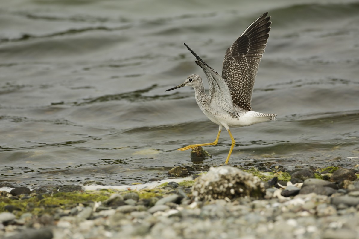 Greater Yellowlegs - ML600422781