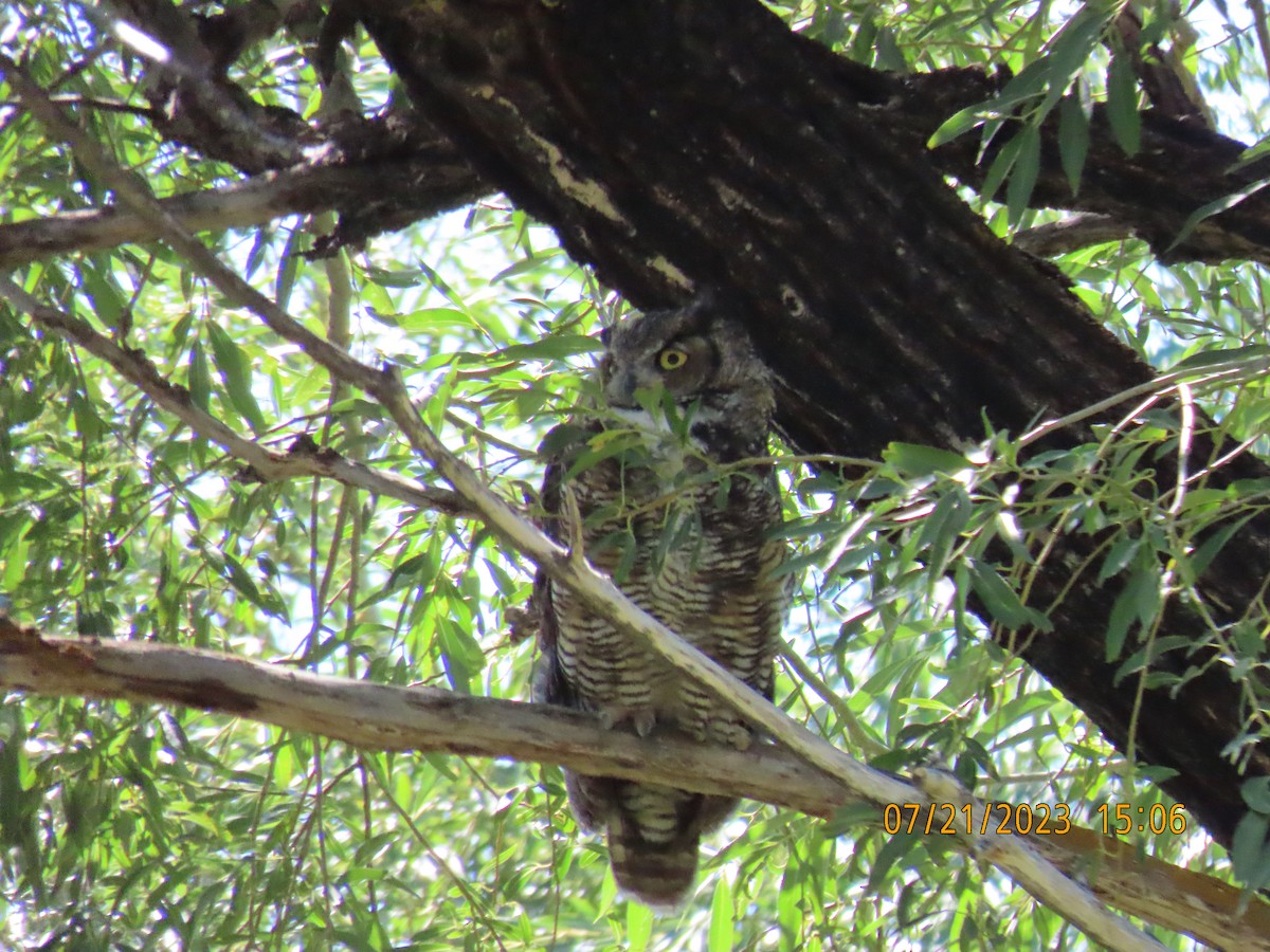 Great Horned Owl - ML600422901