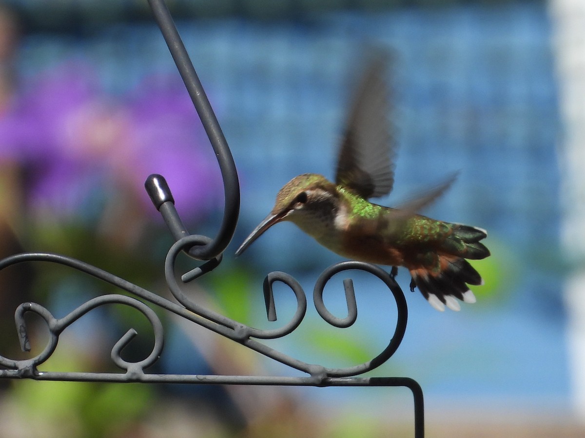 Rufous Hummingbird - ML600423141