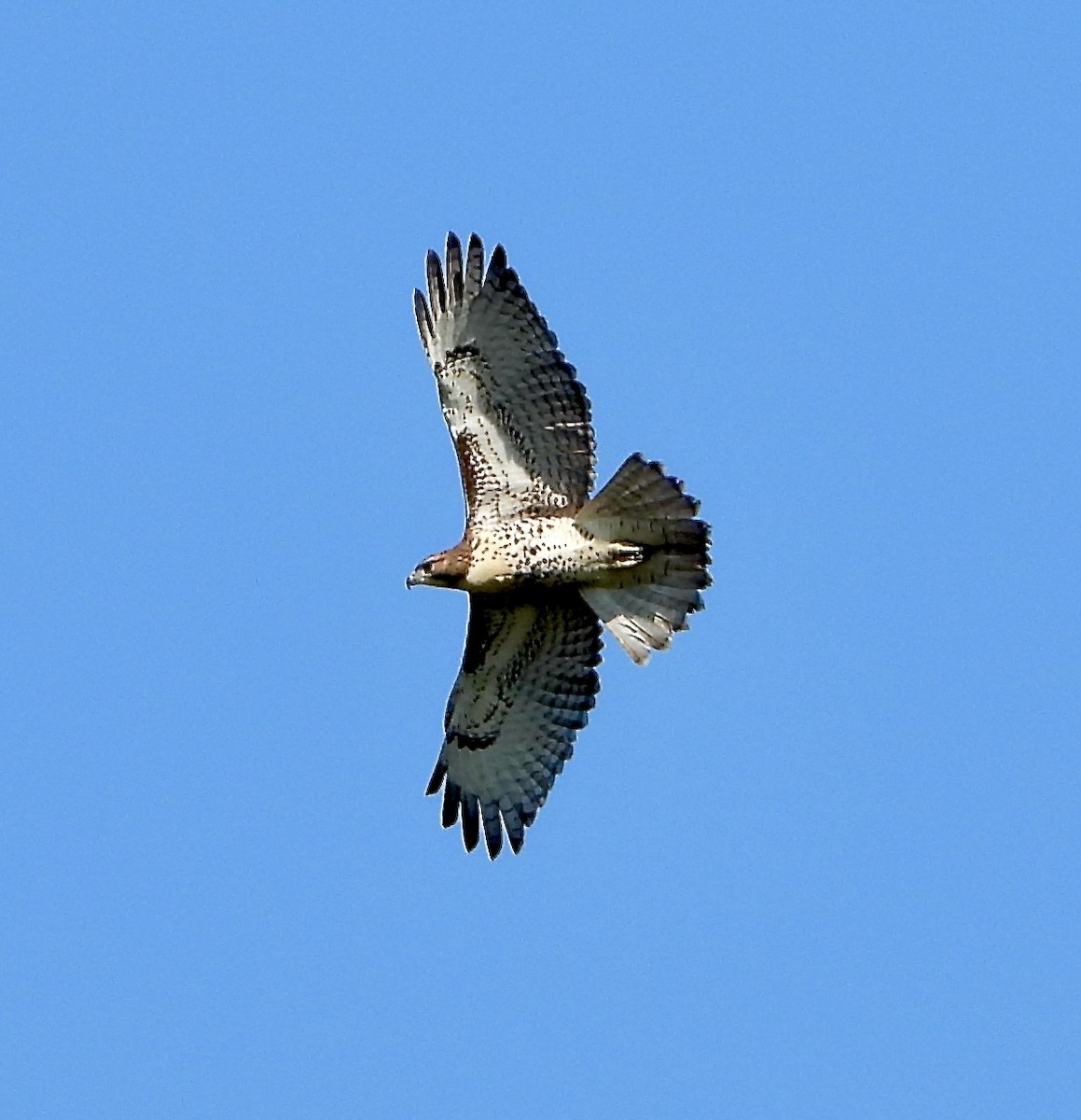 Red-tailed Hawk - Kisa Weeman