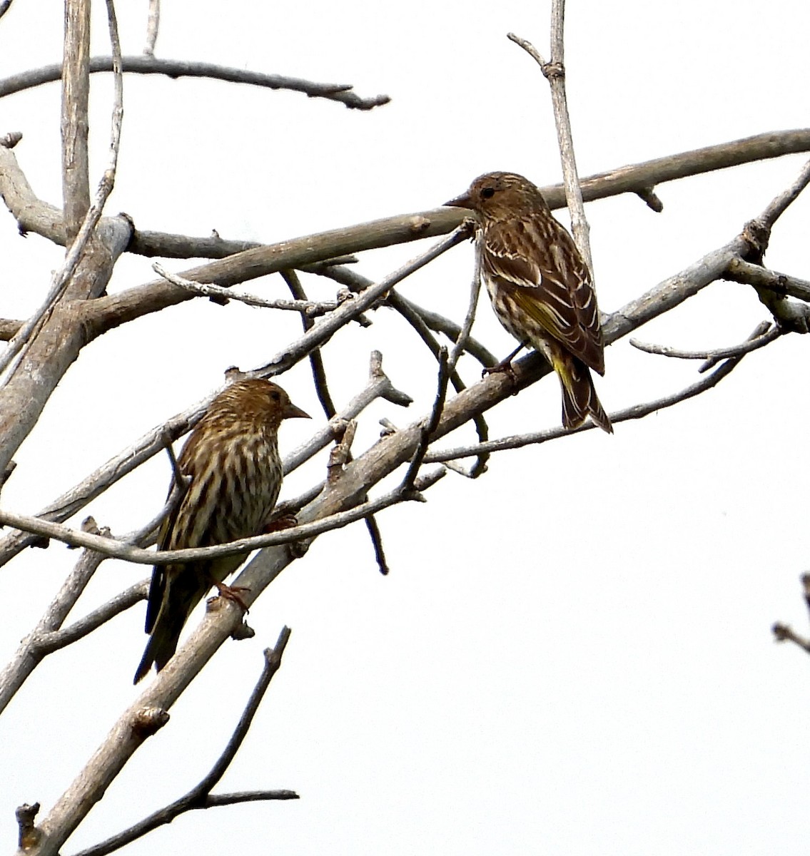 Pine Siskin - ML600424081