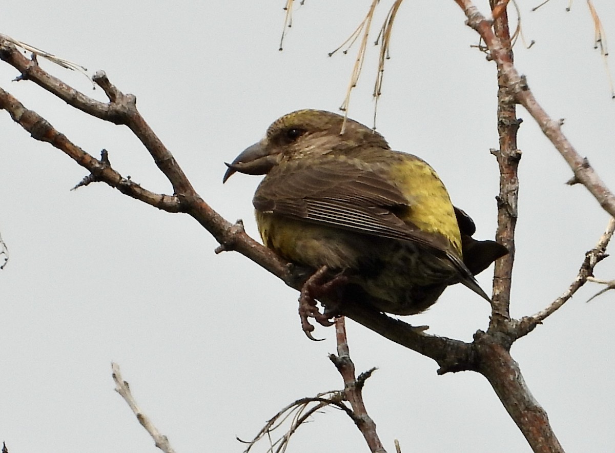 Red Crossbill - ML600424161