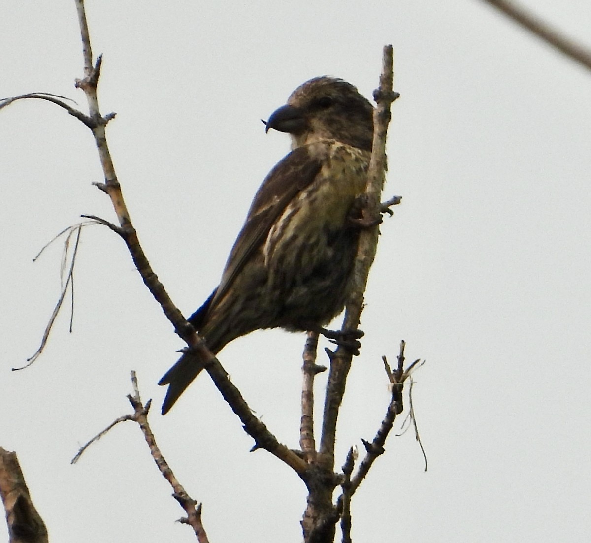 Red Crossbill - ML600424171