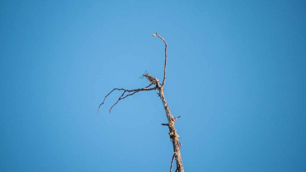 Olive-sided Flycatcher - ML600424701