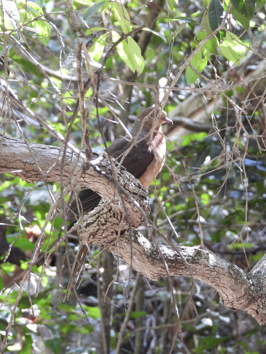 Brown Cuckoo-Dove - ML600424871