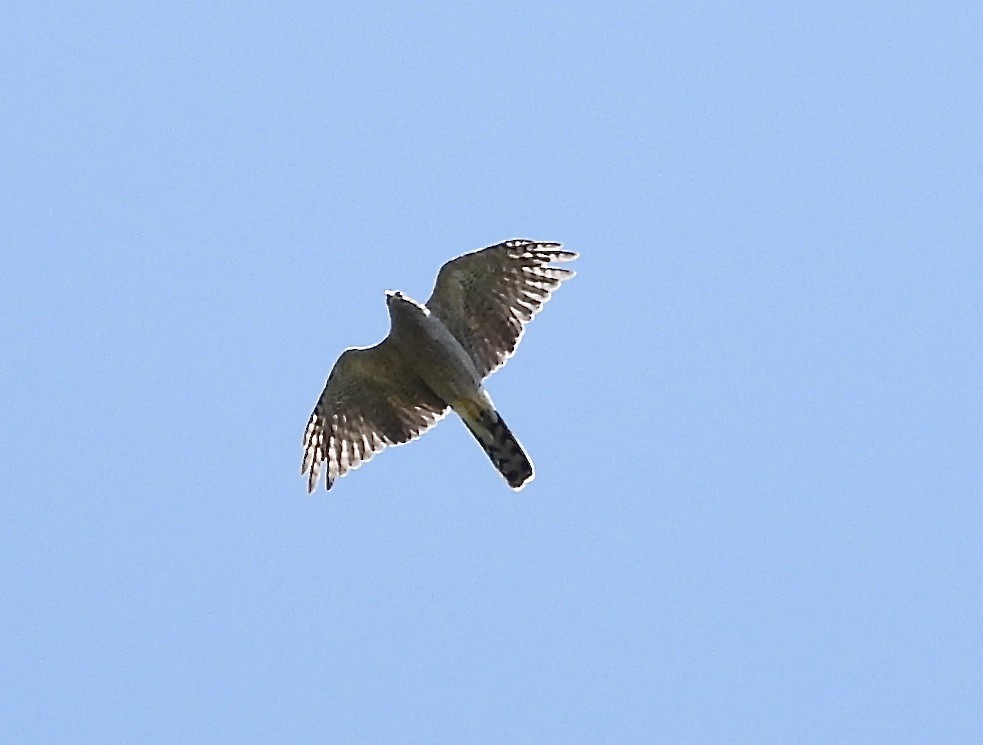 American Goshawk - ML600424971