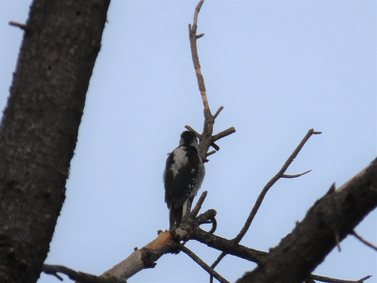 Hairy Woodpecker - Gustavo Ustariz