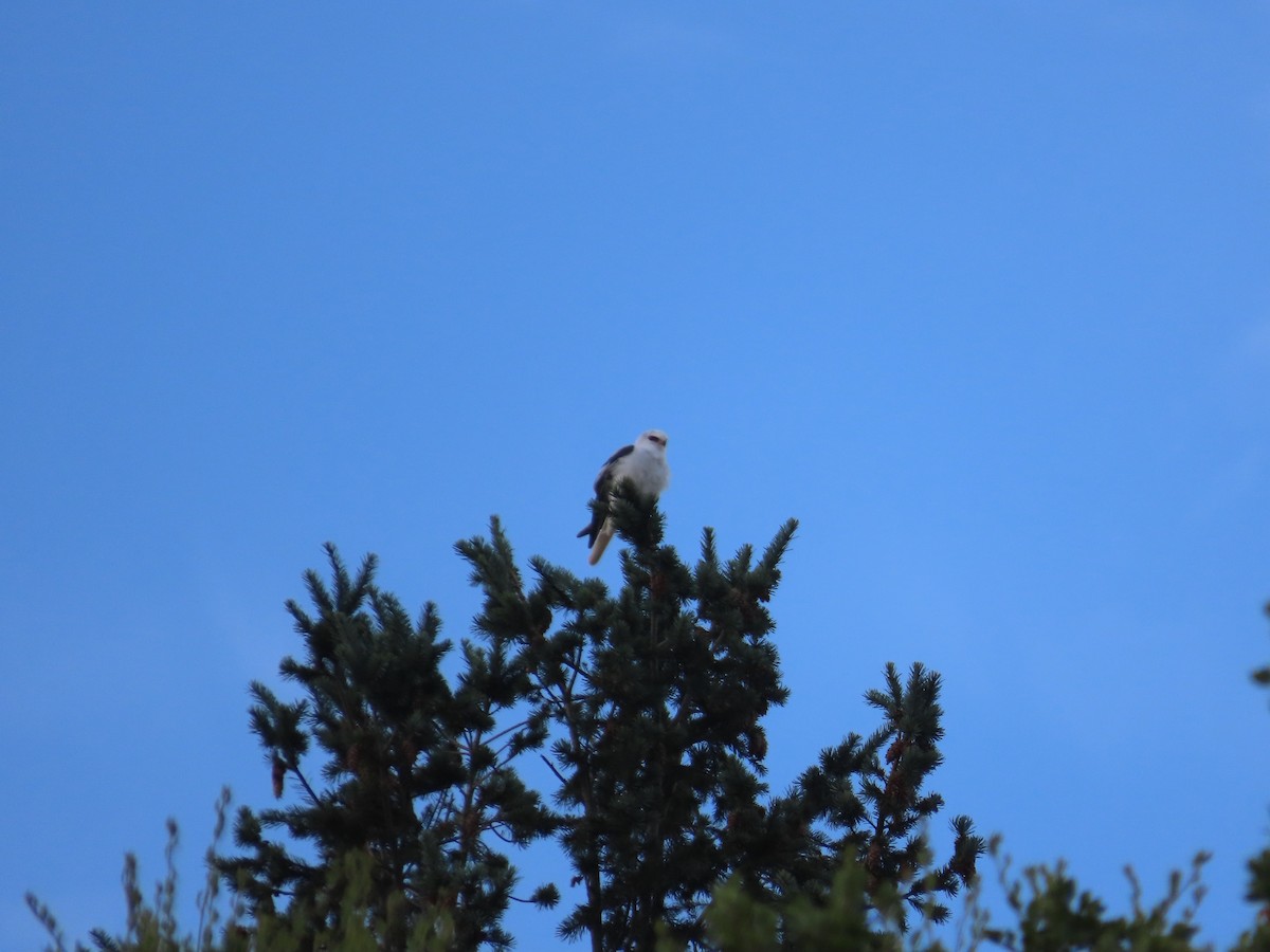 White-tailed Kite - ML600425111
