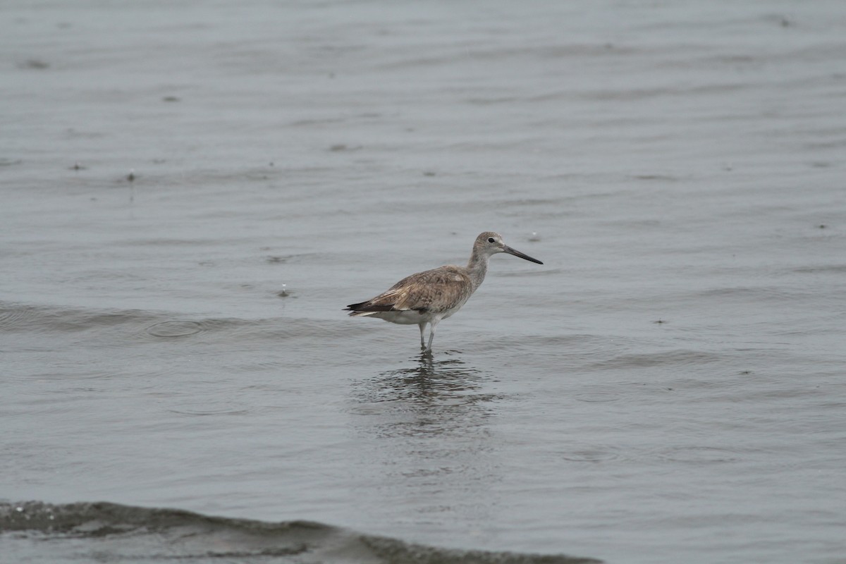 Willet - ML600425121