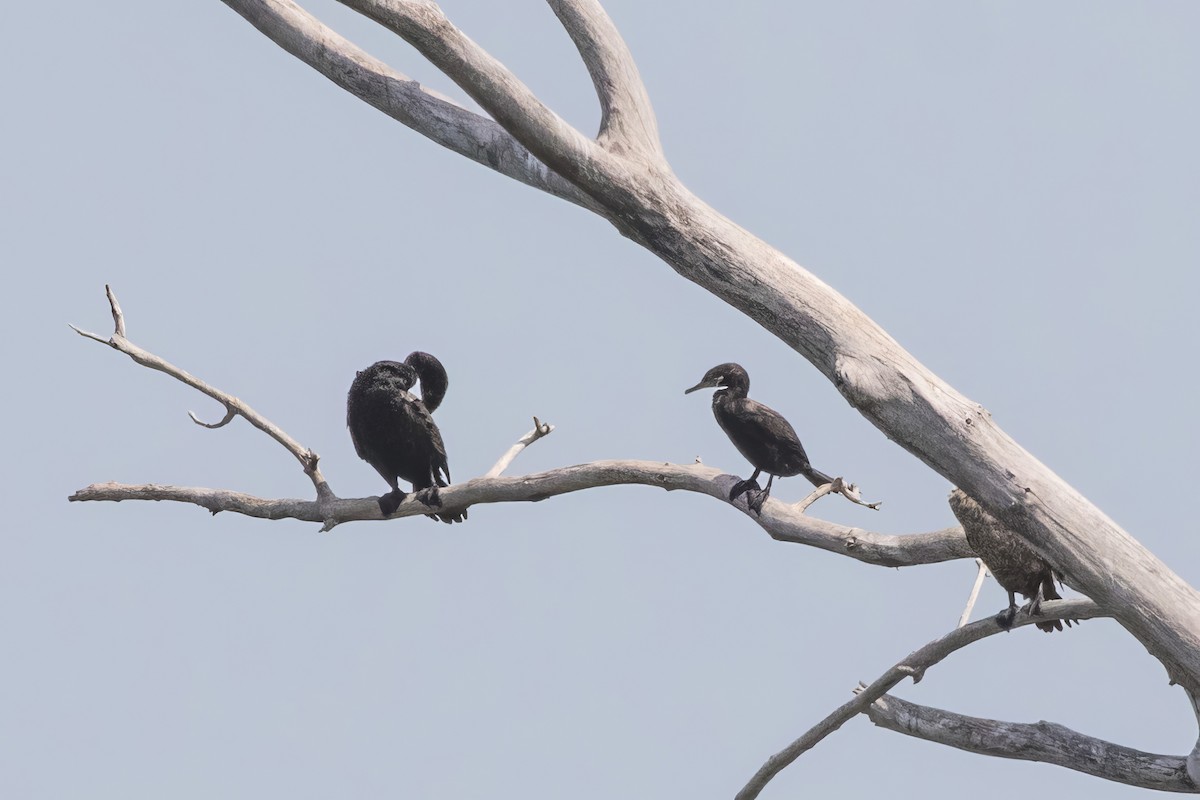 Neotropic Cormorant - Jodi Boe