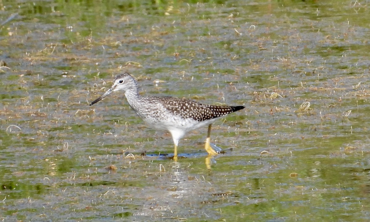 Greater Yellowlegs - ML600425691