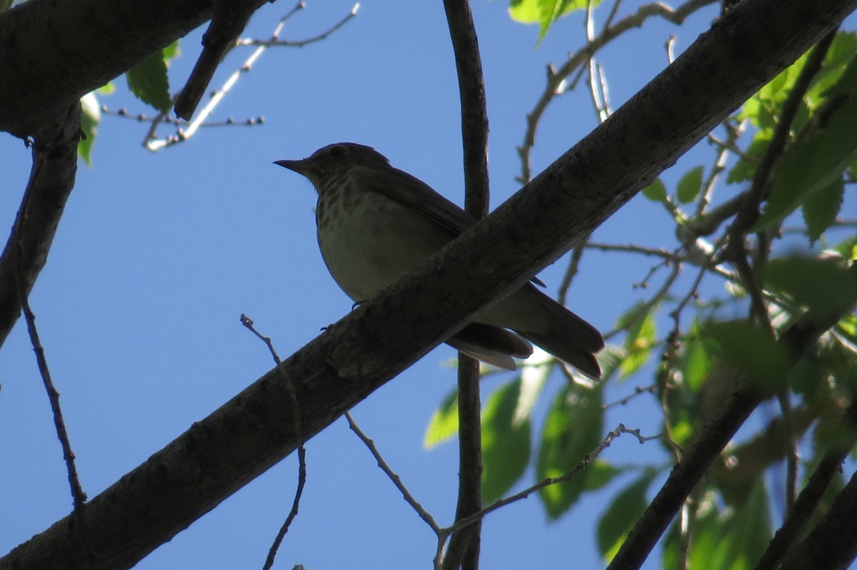 Swainson's Thrush (Olive-backed) - ML60042651