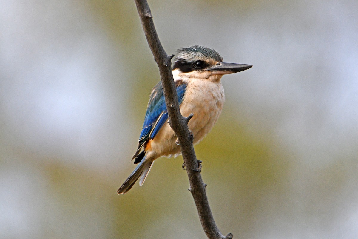Red-backed Kingfisher - ML600426941
