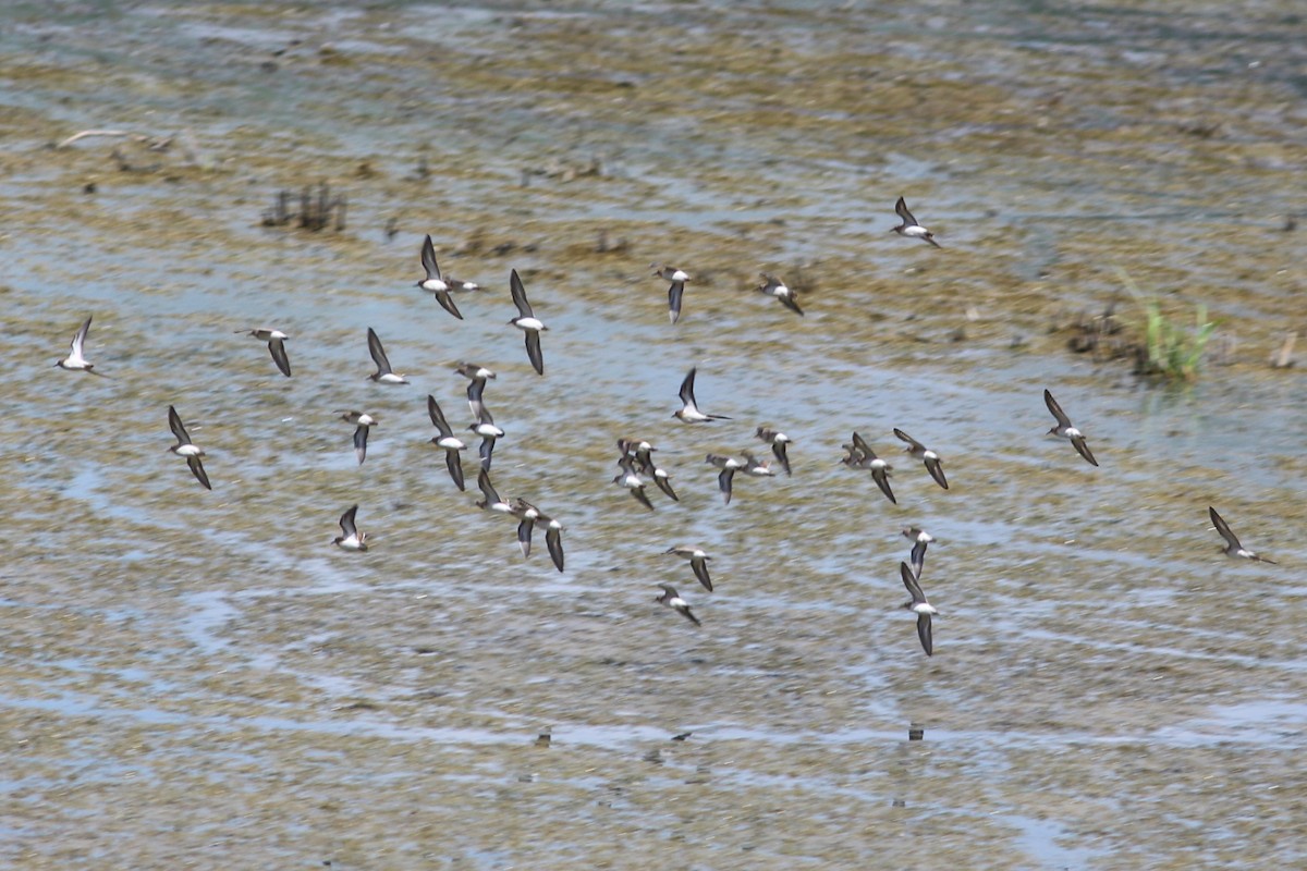 Least Sandpiper - ML600427071