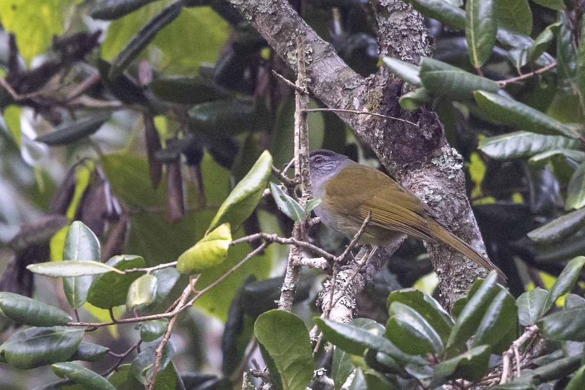 クロガシラアオヒヨ（nigriceps グループ） - ML600427081