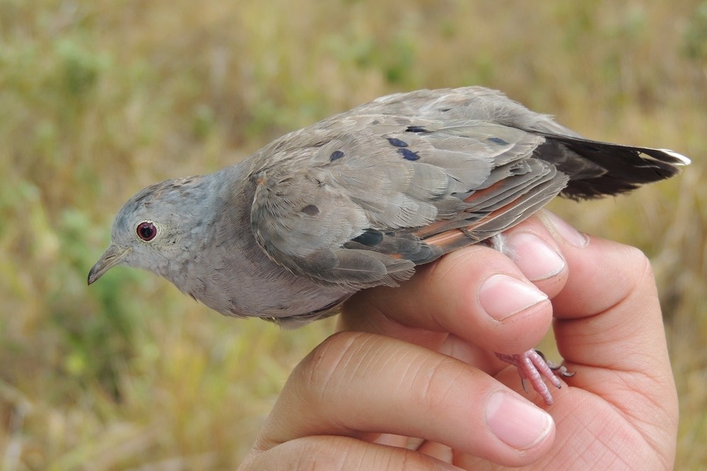 Plain-breasted Ground Dove - ML600427491