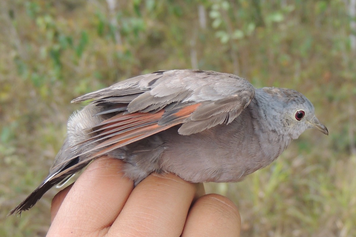 Plain-breasted Ground Dove - ML600427501