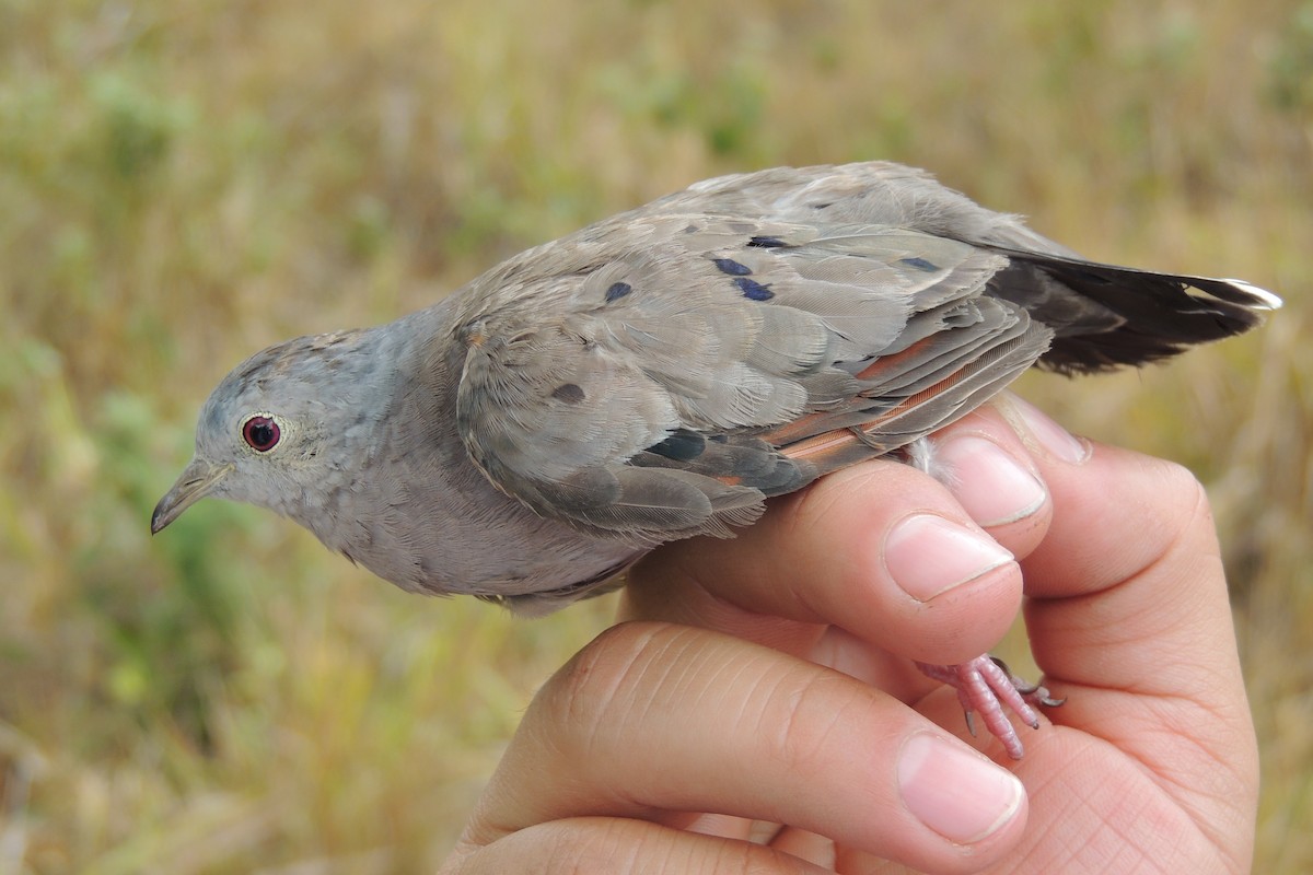 Plain-breasted Ground Dove - ML600427531