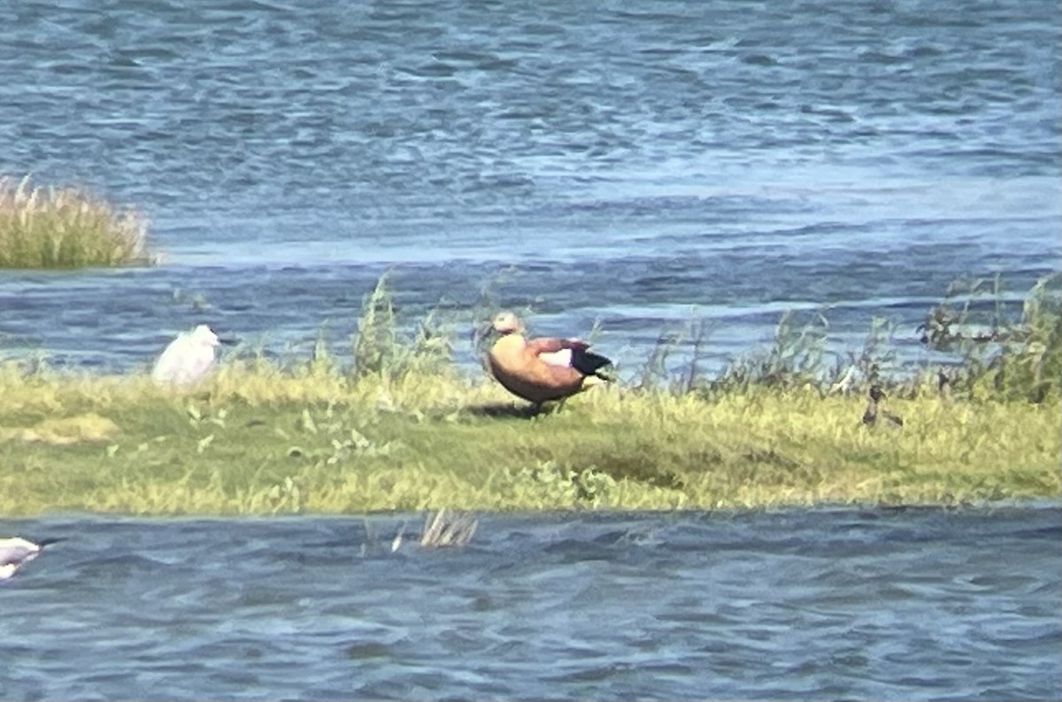 South African Shelduck - ML600428991