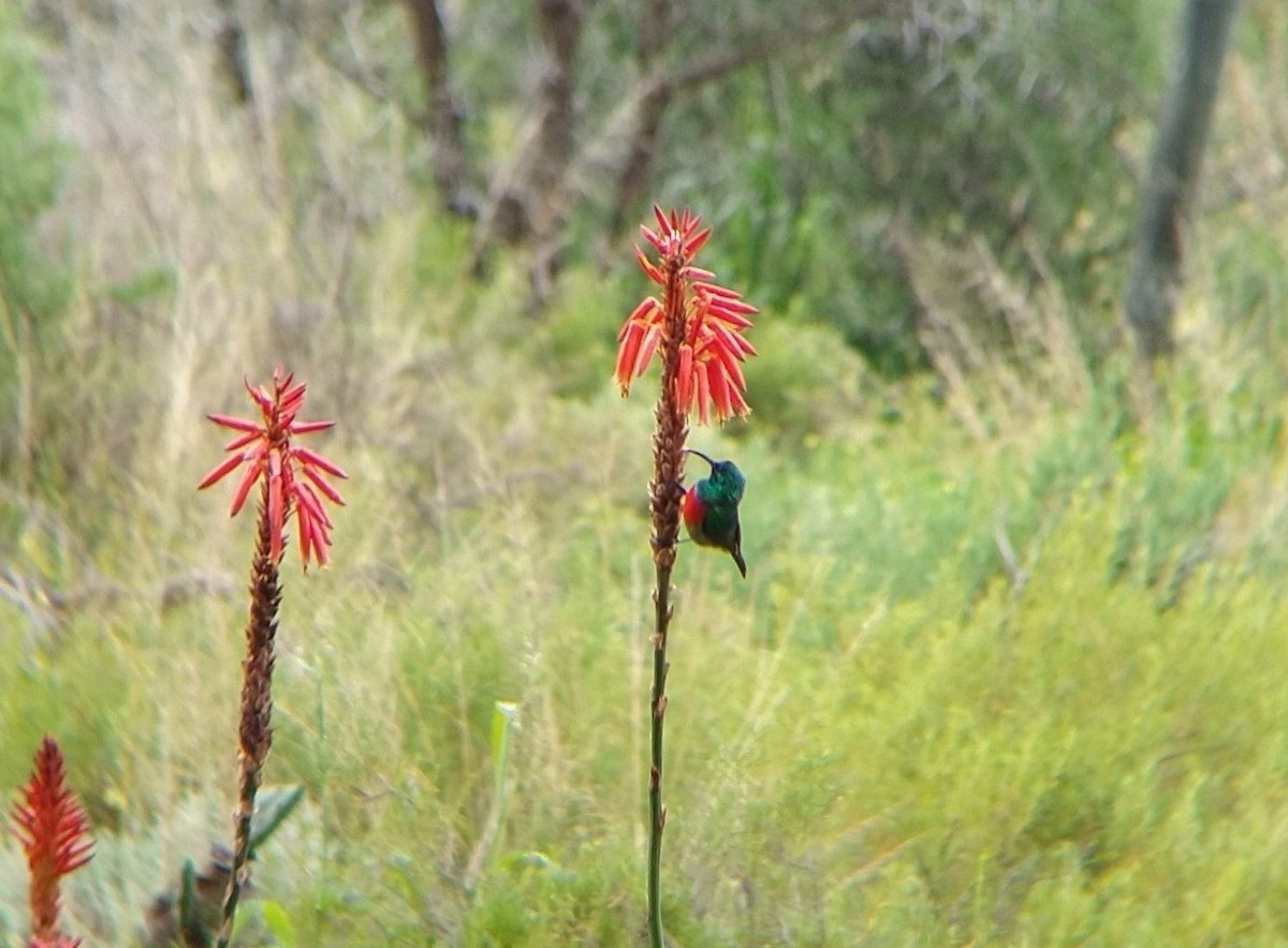 Greater Double-collared Sunbird - Simon van Zyl