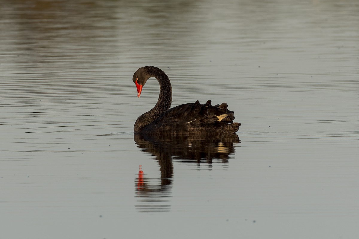 Black Swan - ML600430201
