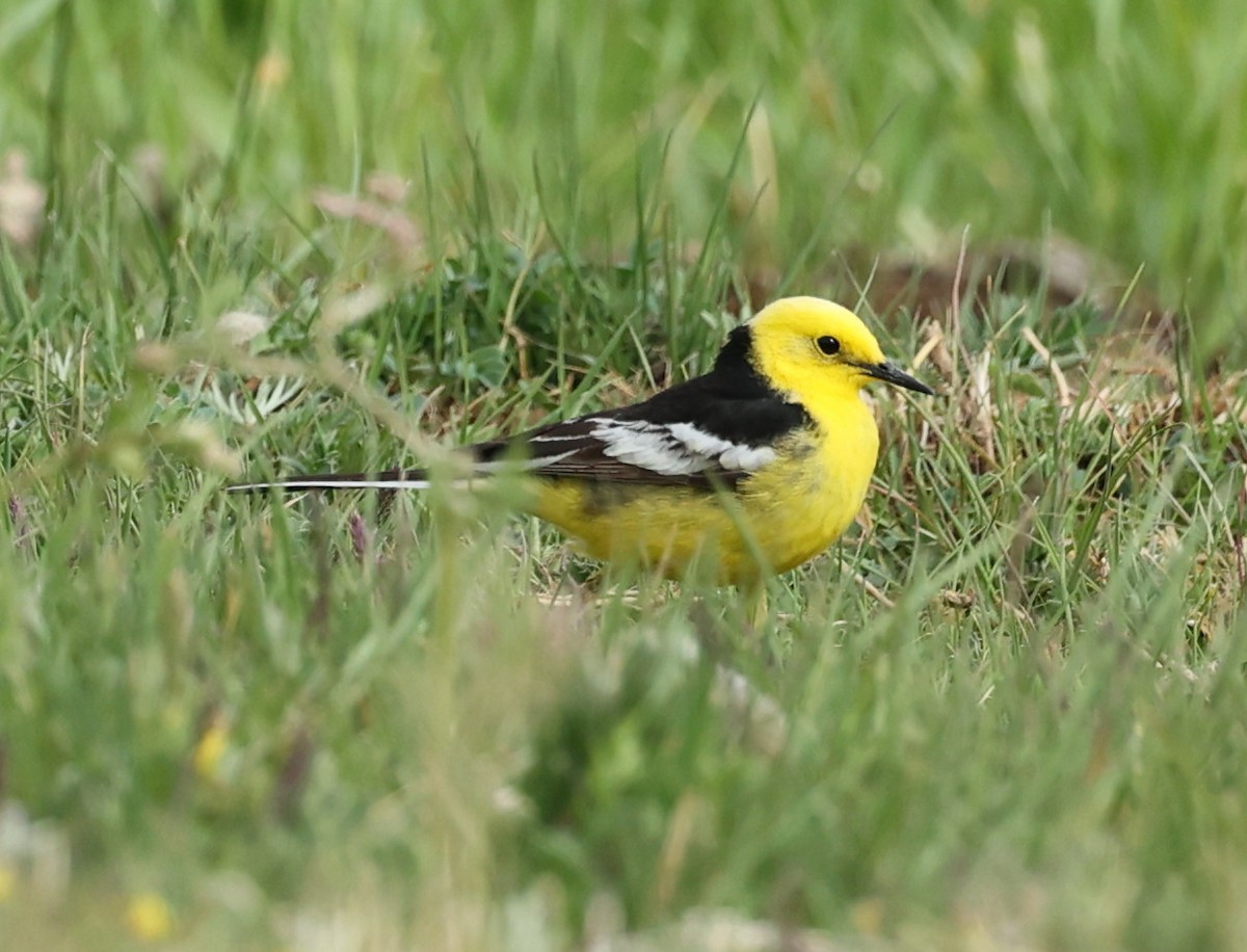 Citrine Wagtail (Black-backed) - ML600430261