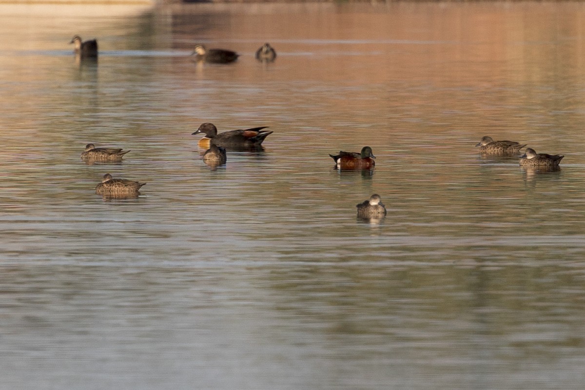 Australian Shelduck - ML600430301