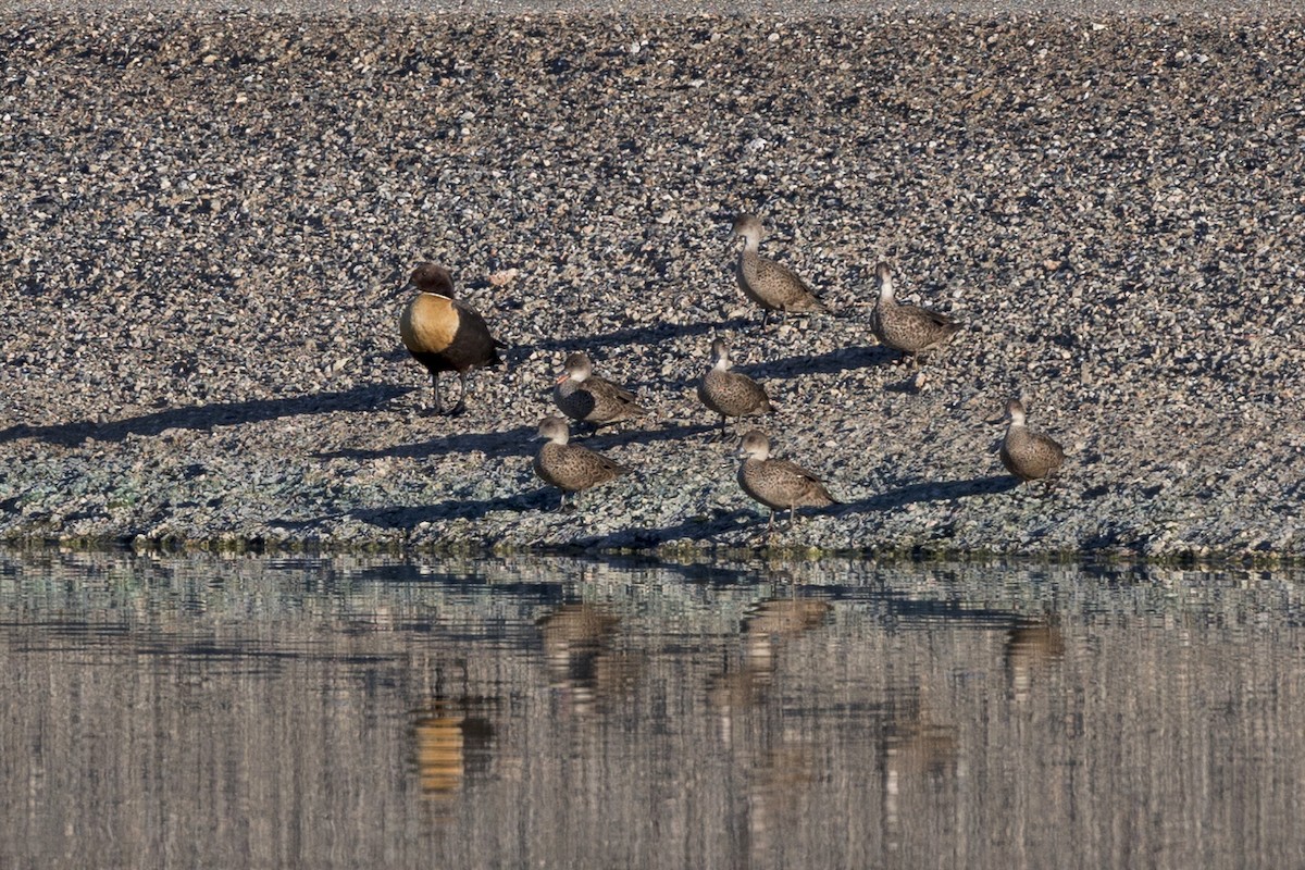 Australian Shelduck - ML600430351