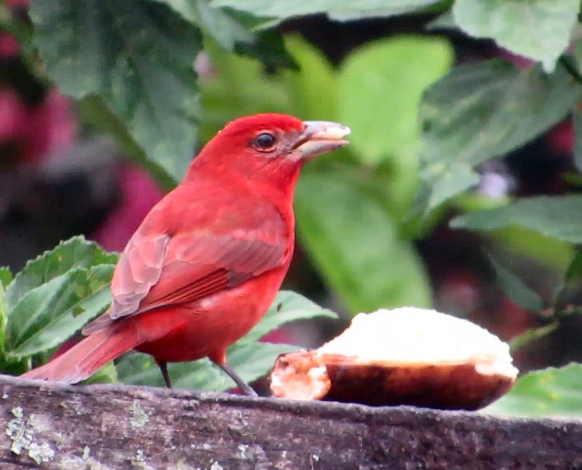 Hepatic Tanager - ML600430511