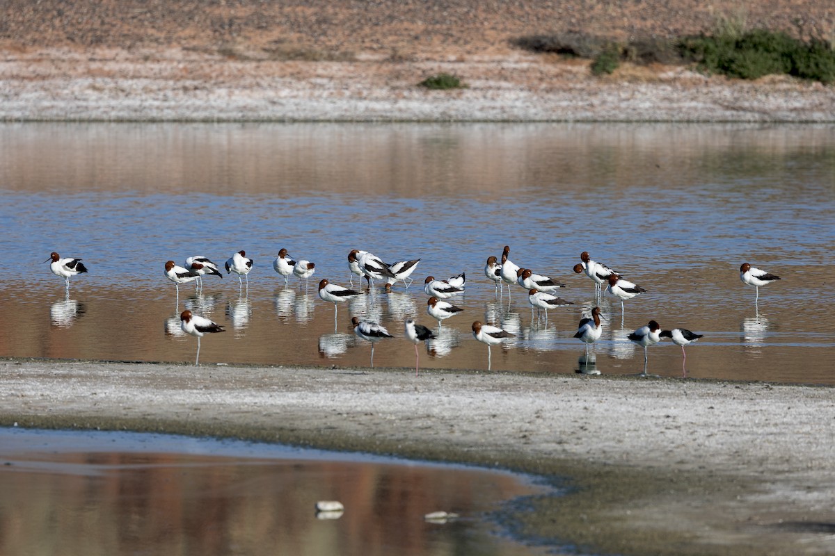 Avocette d'Australie - ML600430711