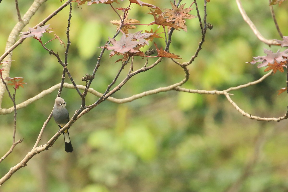 Gray Silky-flycatcher - ML60043101