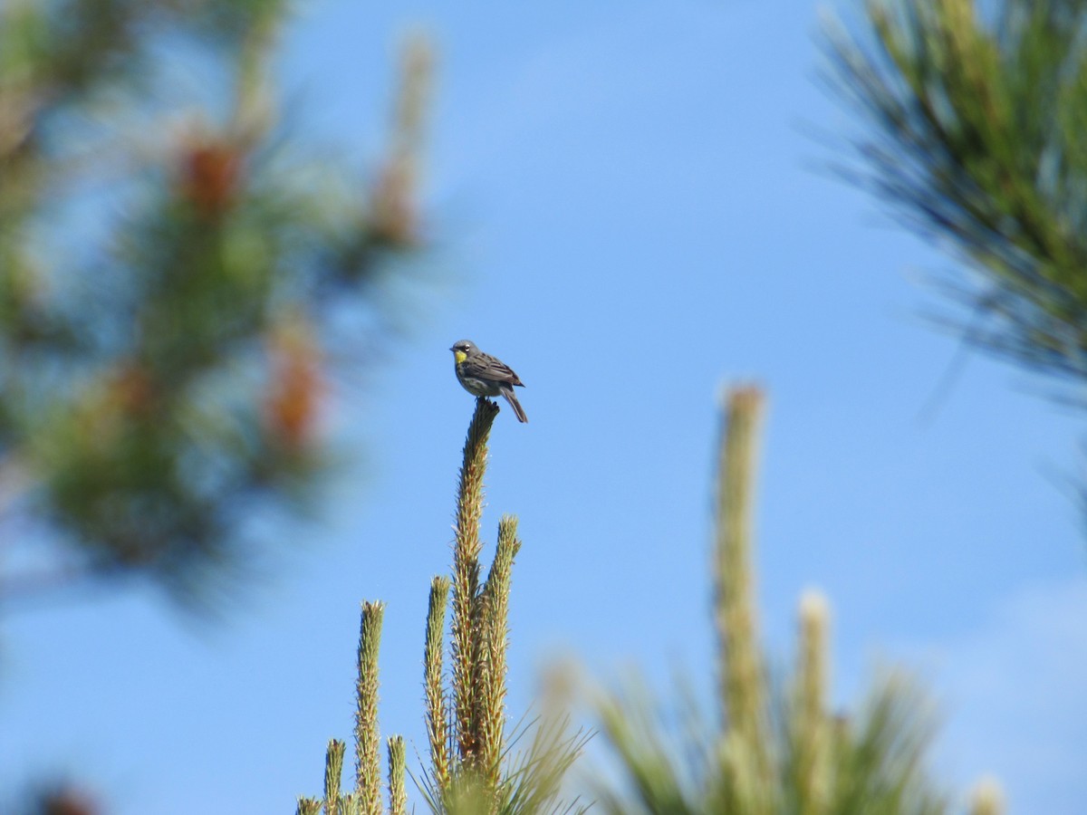 Kirtland's Warbler - ML60043161